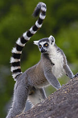 Taman Nasional ranomafana Di Madagaskar Tahun 20202