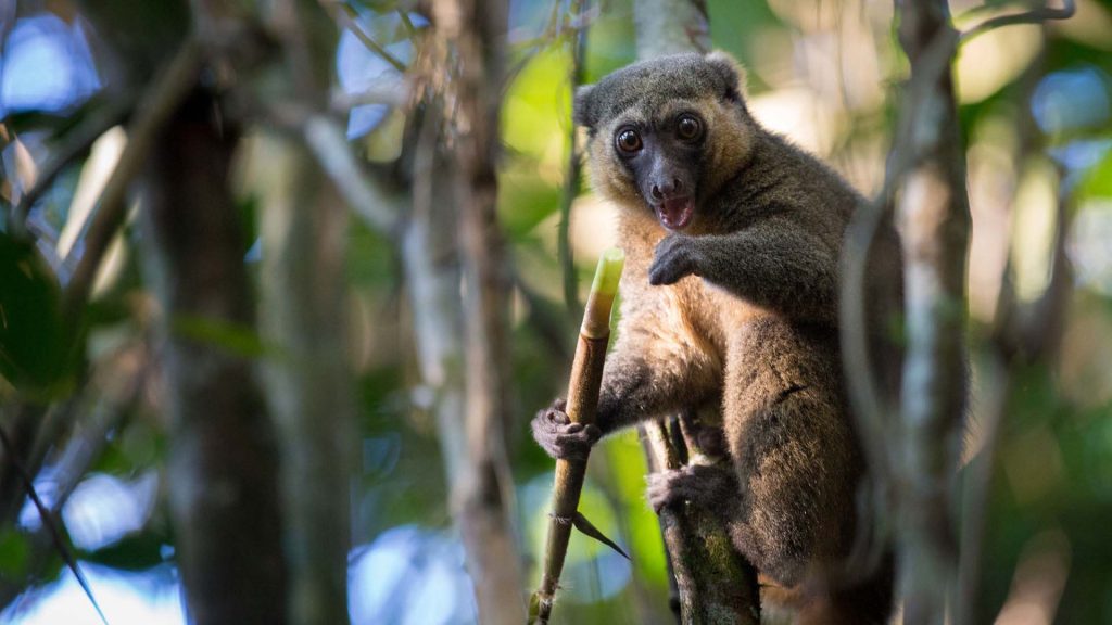 Tempat Terbaik Untuk Melihat Lemur di Madagaskar