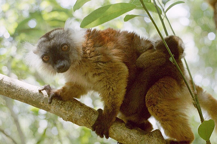 Keajaiban Alam: Lokabe Nature Special Reserve di Madagaskar