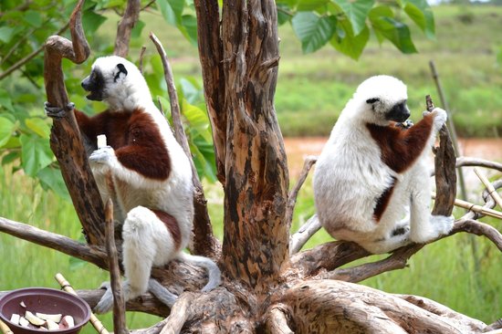 Kebun Botani dan Zoologi Tsimbazaza di Madagaskar