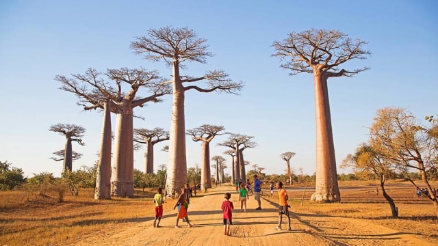 Keindahan Mistis Petualangan Jalan Baobab di Madagaska