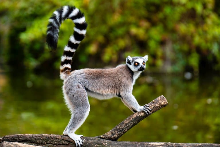 Mengintip Keunikan Alam Taman Lemur Madagaskar